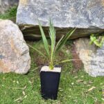 phoenix-theophrastii