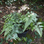 athyrium-niponicm-mettalicum-1l