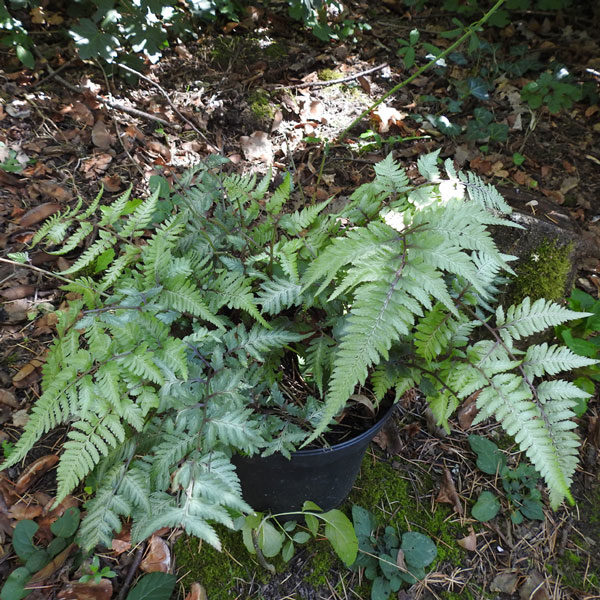 athyrium-niponicm-mettalicum-1l