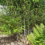 fargesia-albocera-yunnan2-grand