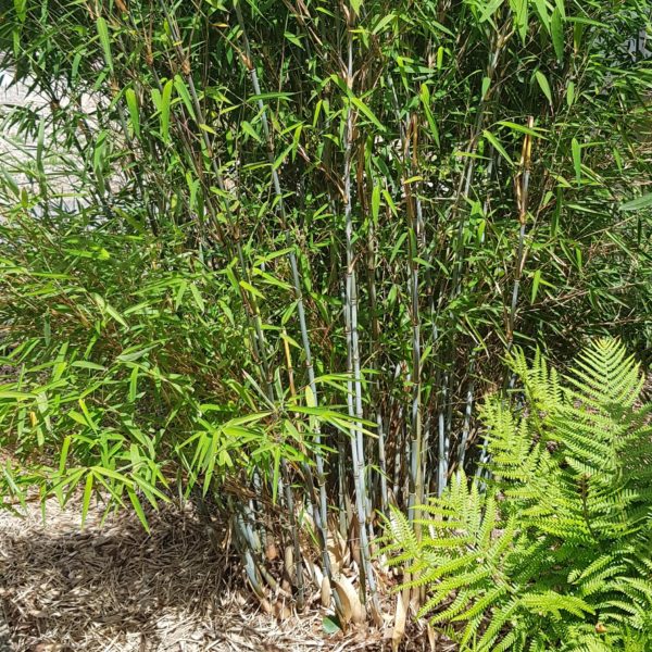 fargesia-albocera-yunnan2-grand