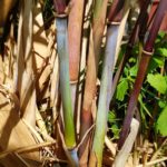 hymalayacalamus-hookerianus