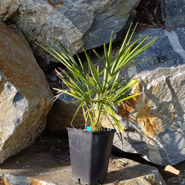 trachycarpus-takil-4l