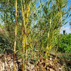 Bambous non-traçants