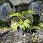 livistona-chinensis-subglobosa-25l