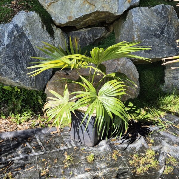 livistona-chinensis-subglobosa-25l
