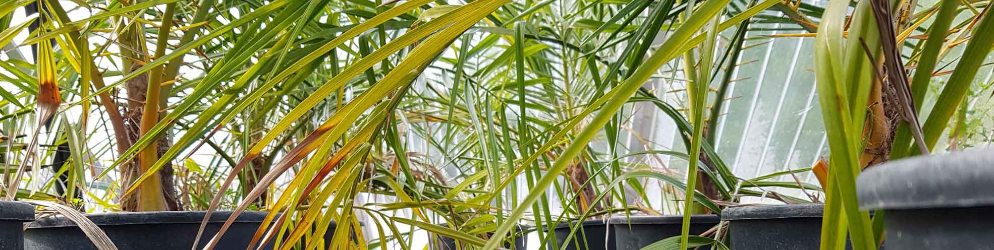 Palmier Pheonix reclinata