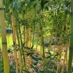 iridescens-heterochroma