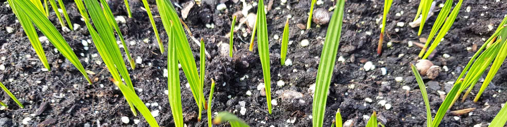 les pousses de palmier hybride trachycarpus