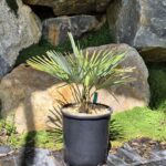 nainital-x-princeps-10l