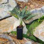 nainital-x-princeps-2l