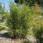 fargesia-murielae-nitida-viking