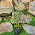 viridis-viridisulcata-15l