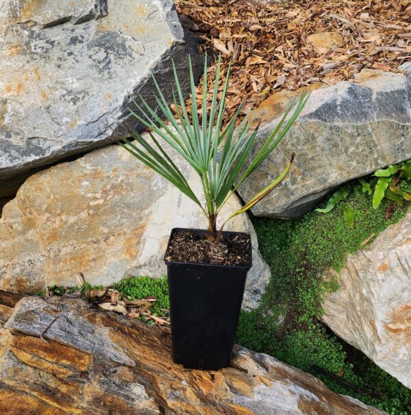 chamaerops-humilis-cerifera-4l