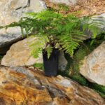 cyathea-australis-4l