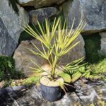 livistona-decora-10l