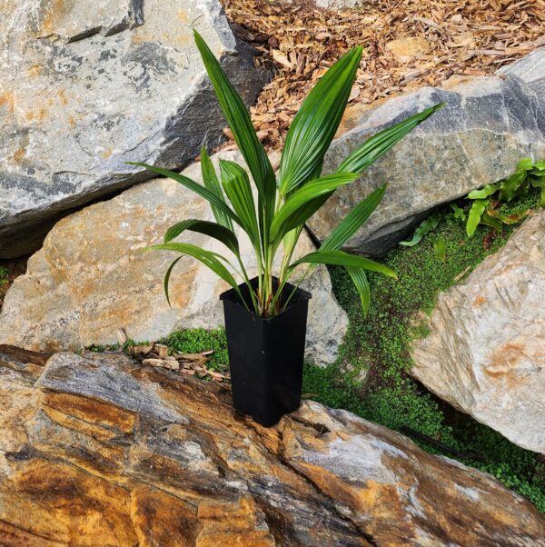 livistonia-chinensi-triple-2