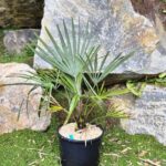 wagnerianusxprinceps