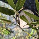 phyllostachys-bambusoides-albovariegata