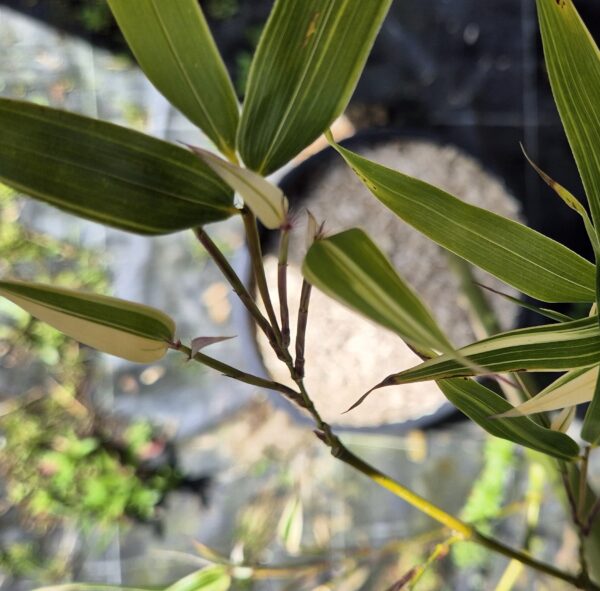 phyllostachys-bambusoides-albovariegata