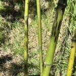 phyllostachys-bambusoides-lacrima-deae